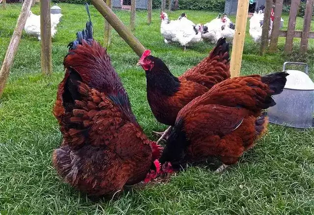 Ayam Sussex