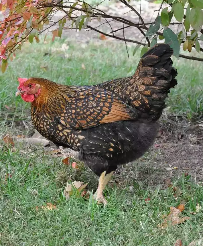 Ayam Wyandotte