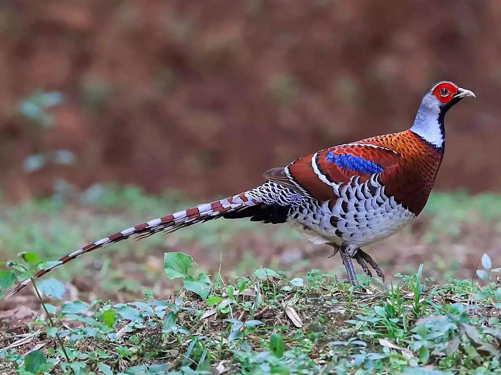 Ayam Elliot Pheasant