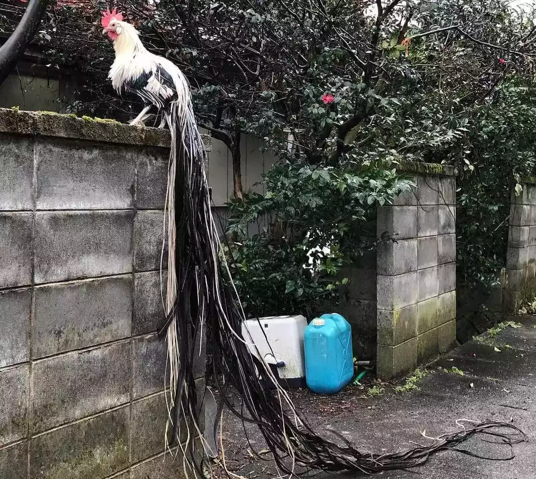 Ayam Onagadori