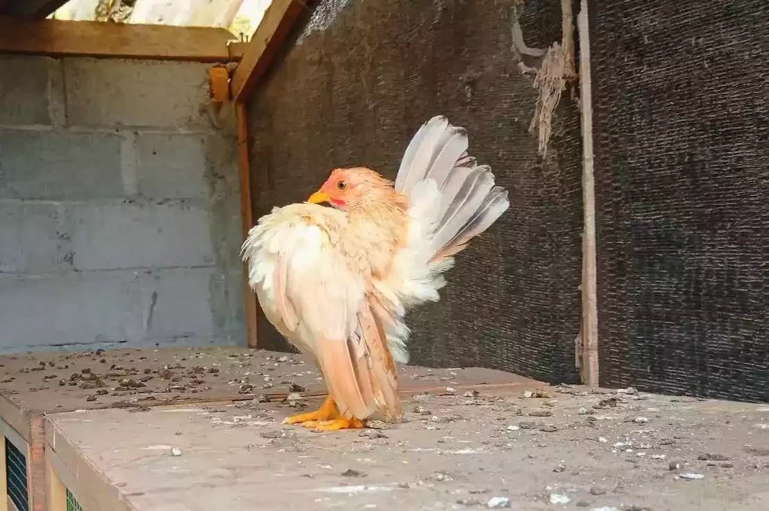 Ayam Serama