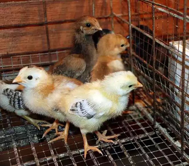 DOC Ayam Kampung Super