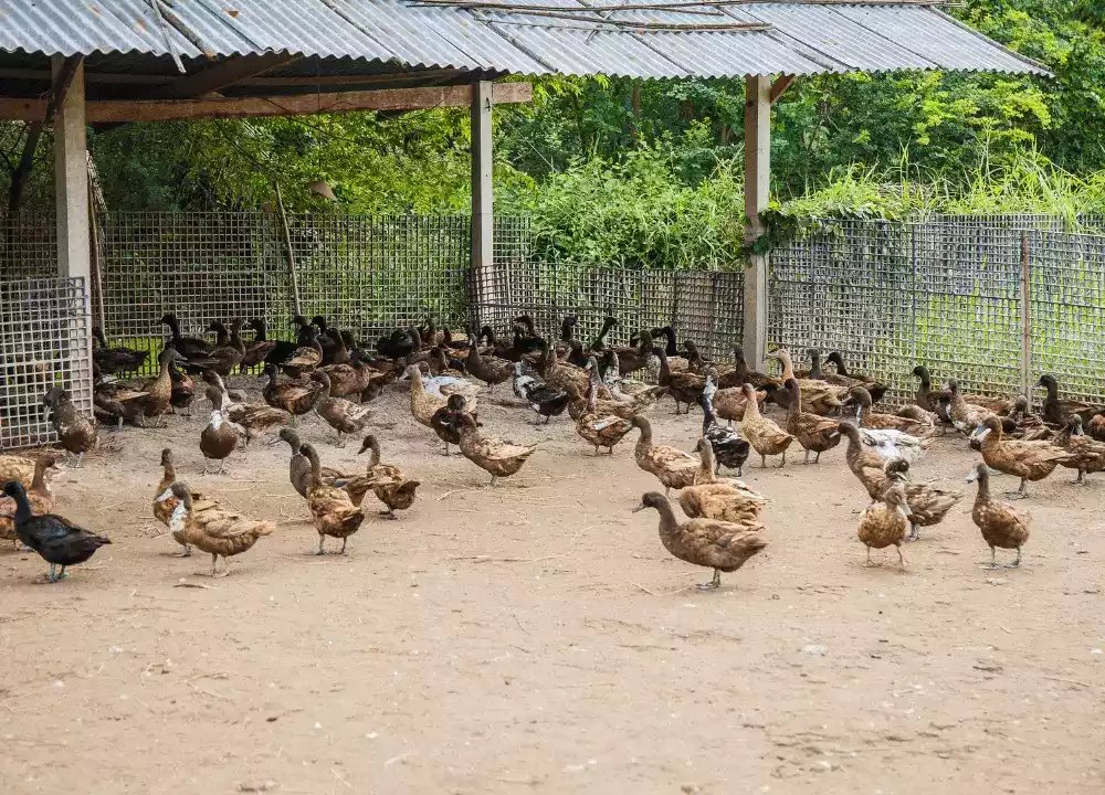 DOD Bebek Mojosari