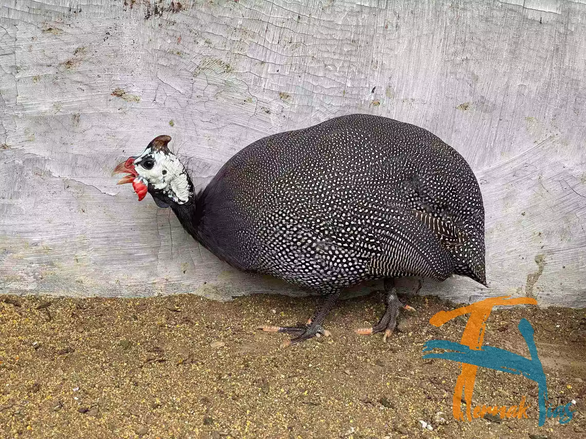 Ayam Mutiara Pearl Grey