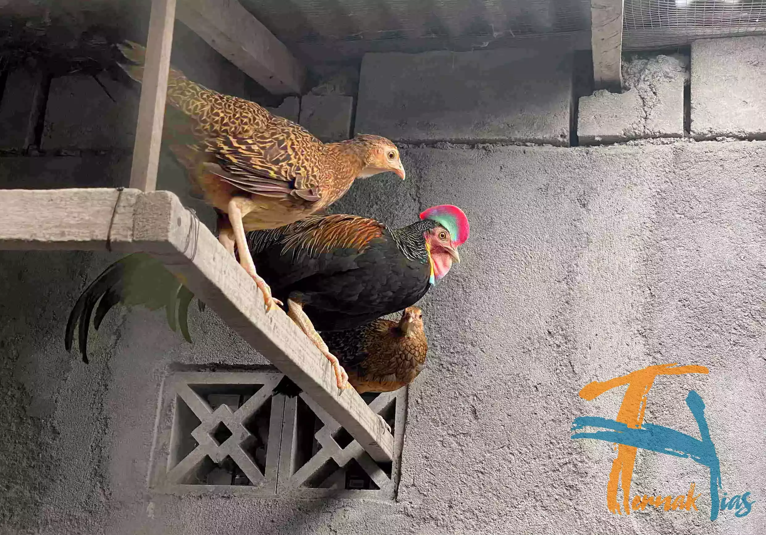 Ayam Hutan Hijau (Gallus Varius)