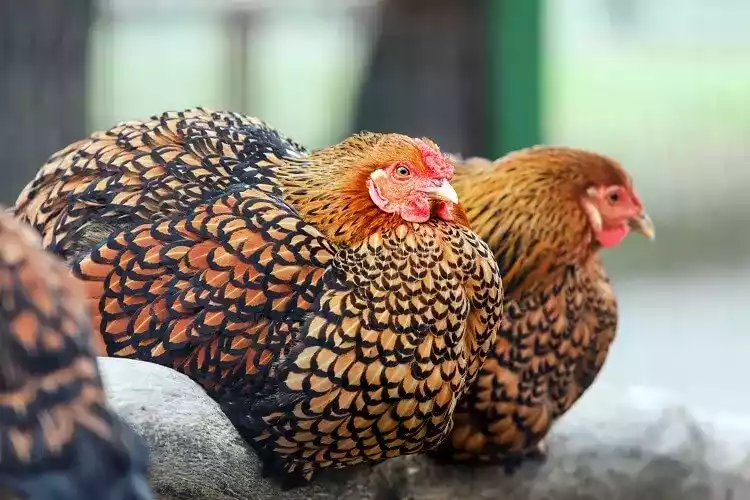 Ayam Wyandotte