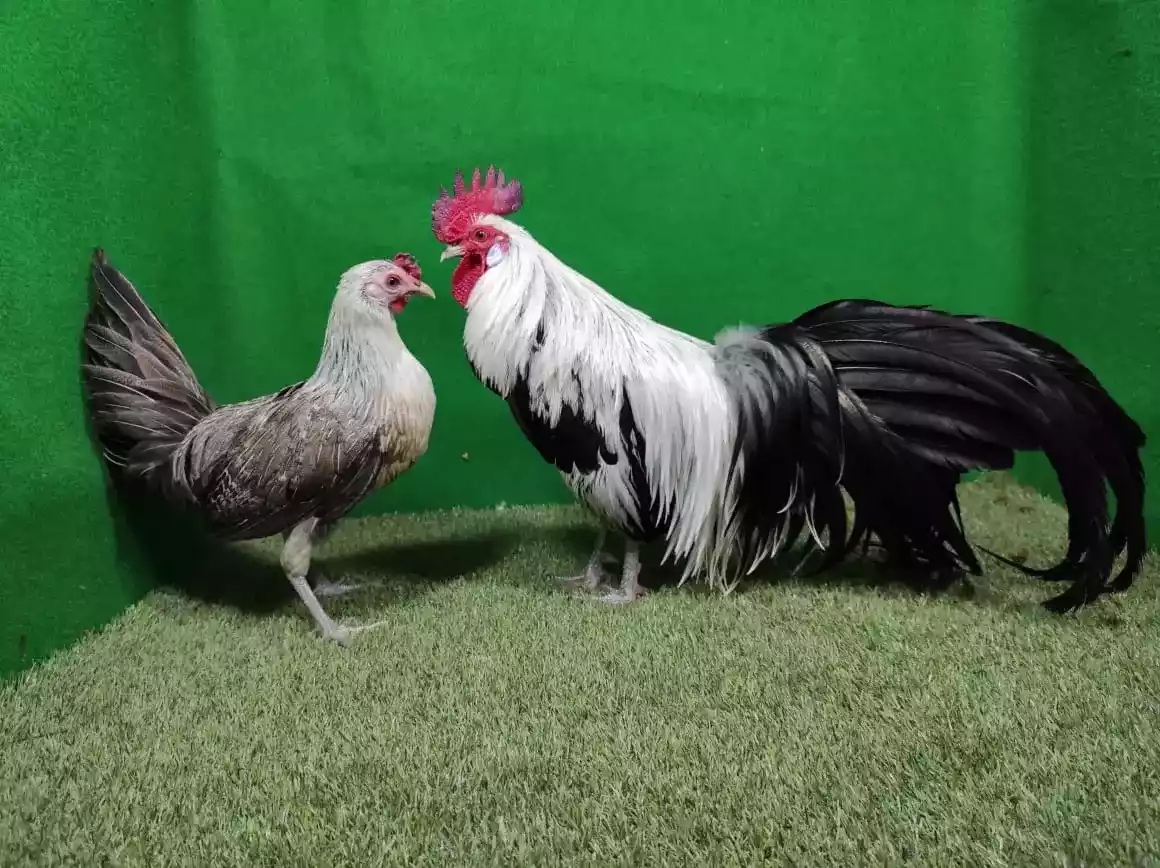 Ayam Phoenix