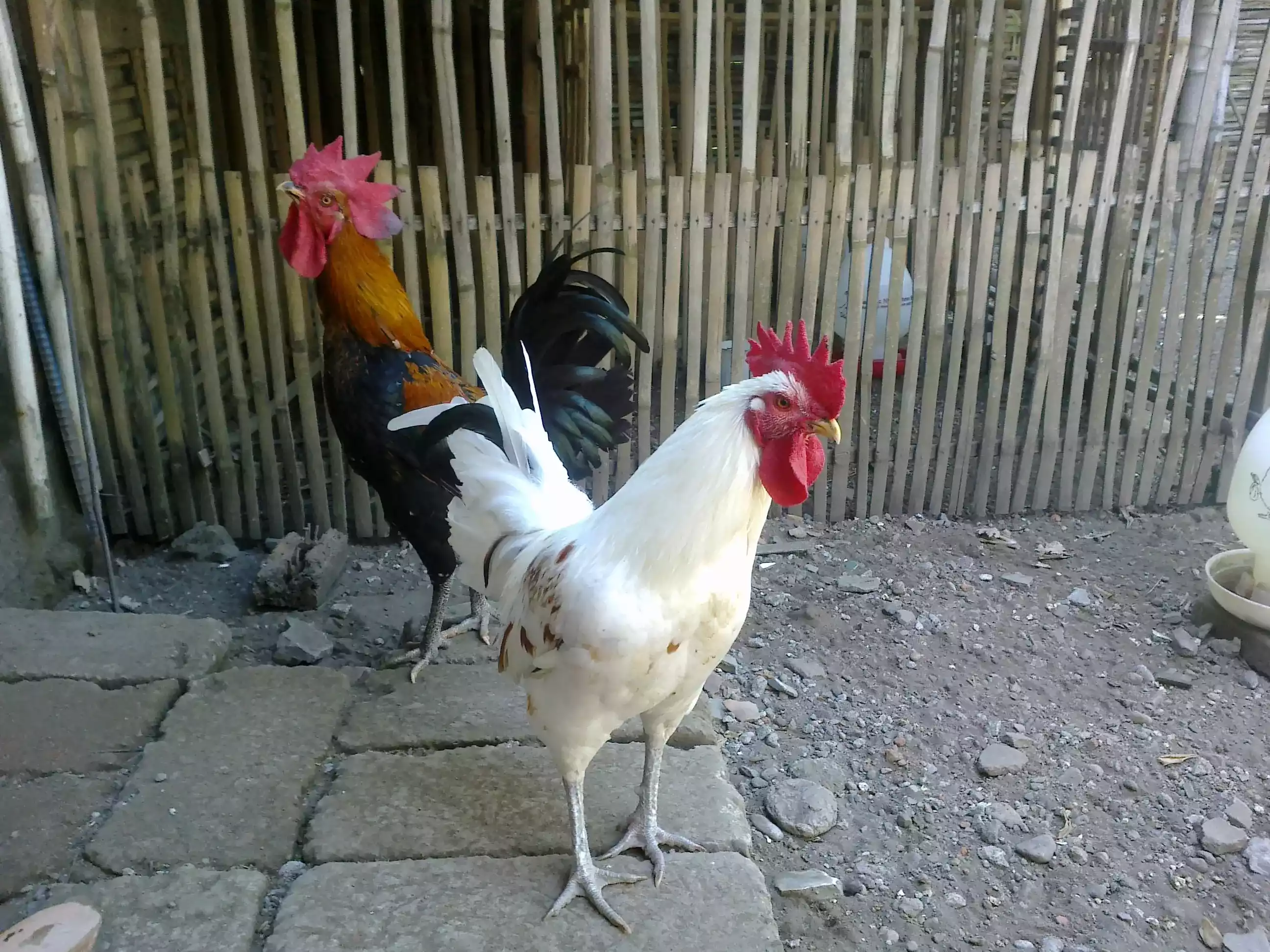 Ayam Ketawa