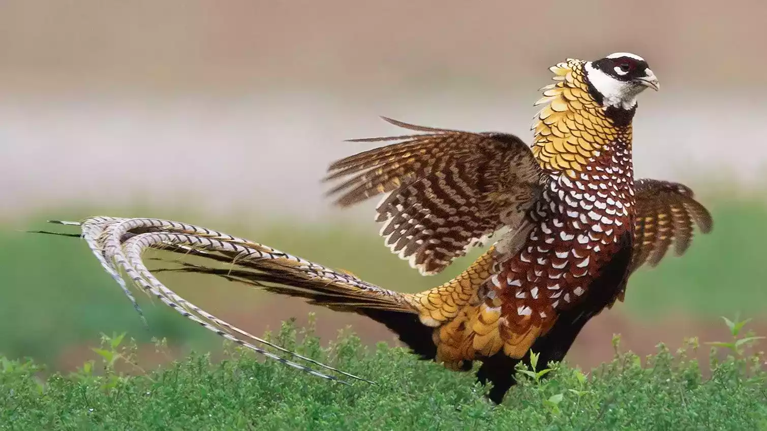 Ayam Reeves Pheasant