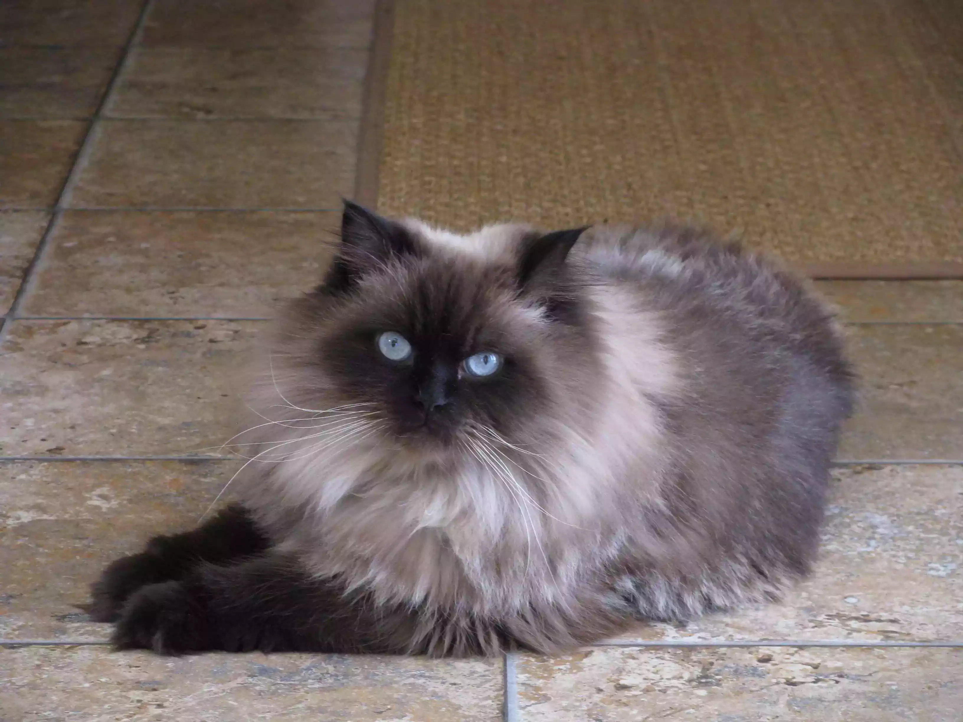 Kucing Himalaya