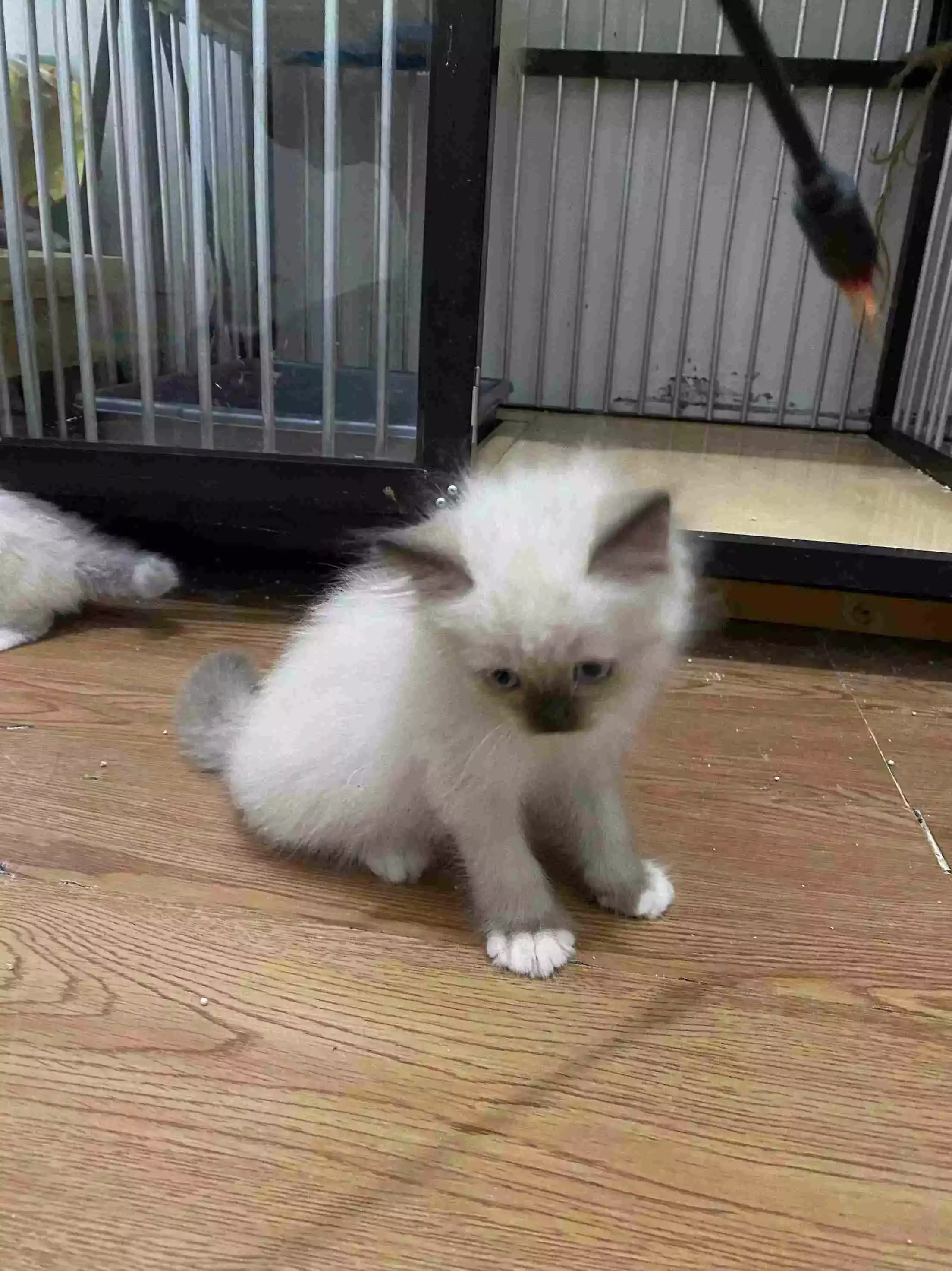 Kucing Himalaya Seal Point Bulu Lebat Aktif