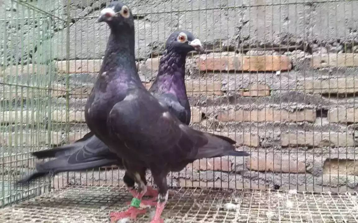 Burung Merpati Wina