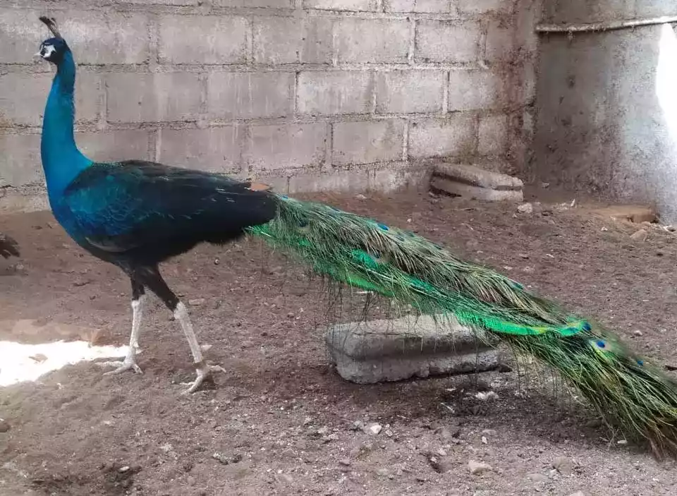 Burung Merak Blackshoulder Biru