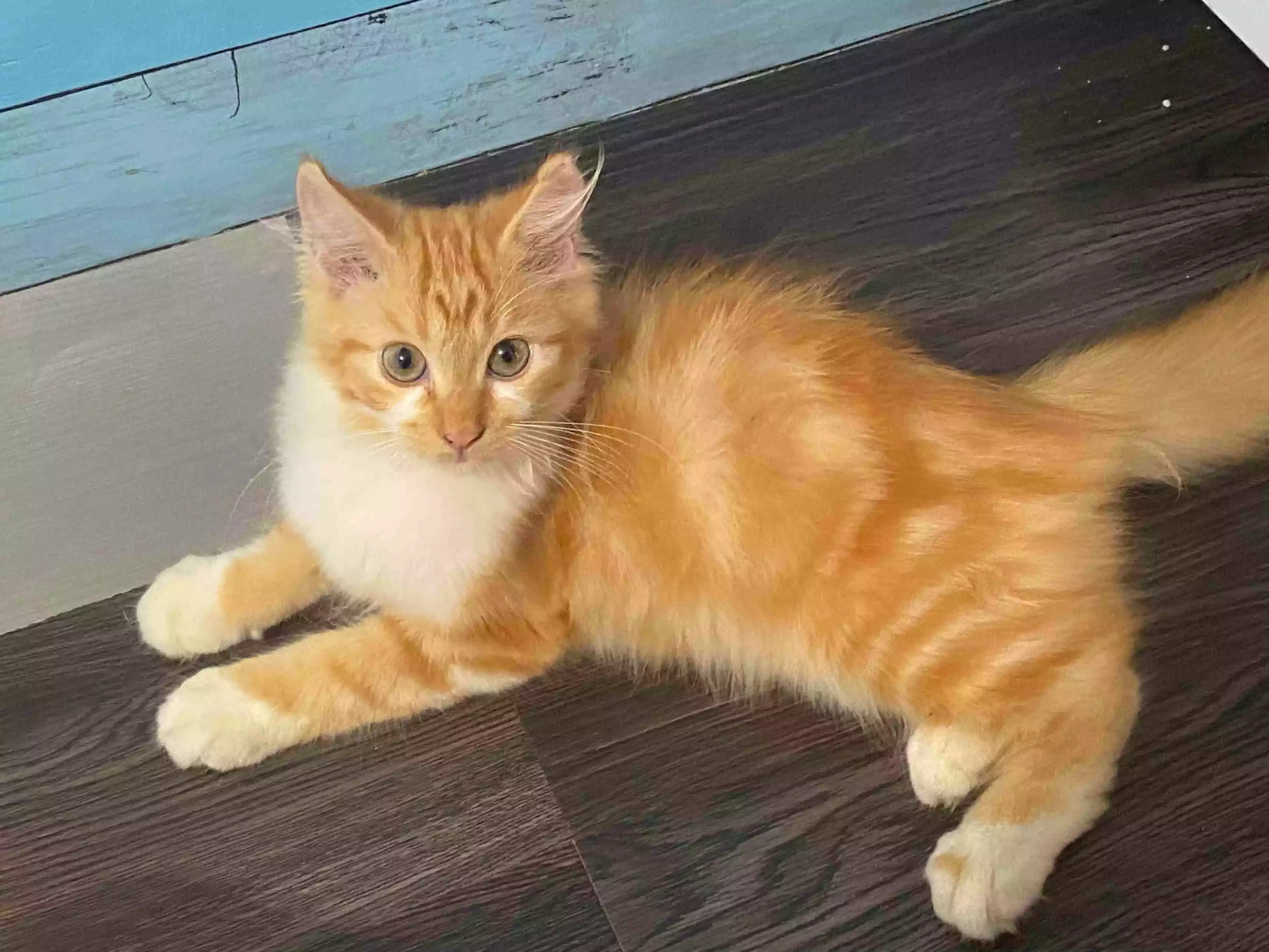 Kucing Persia