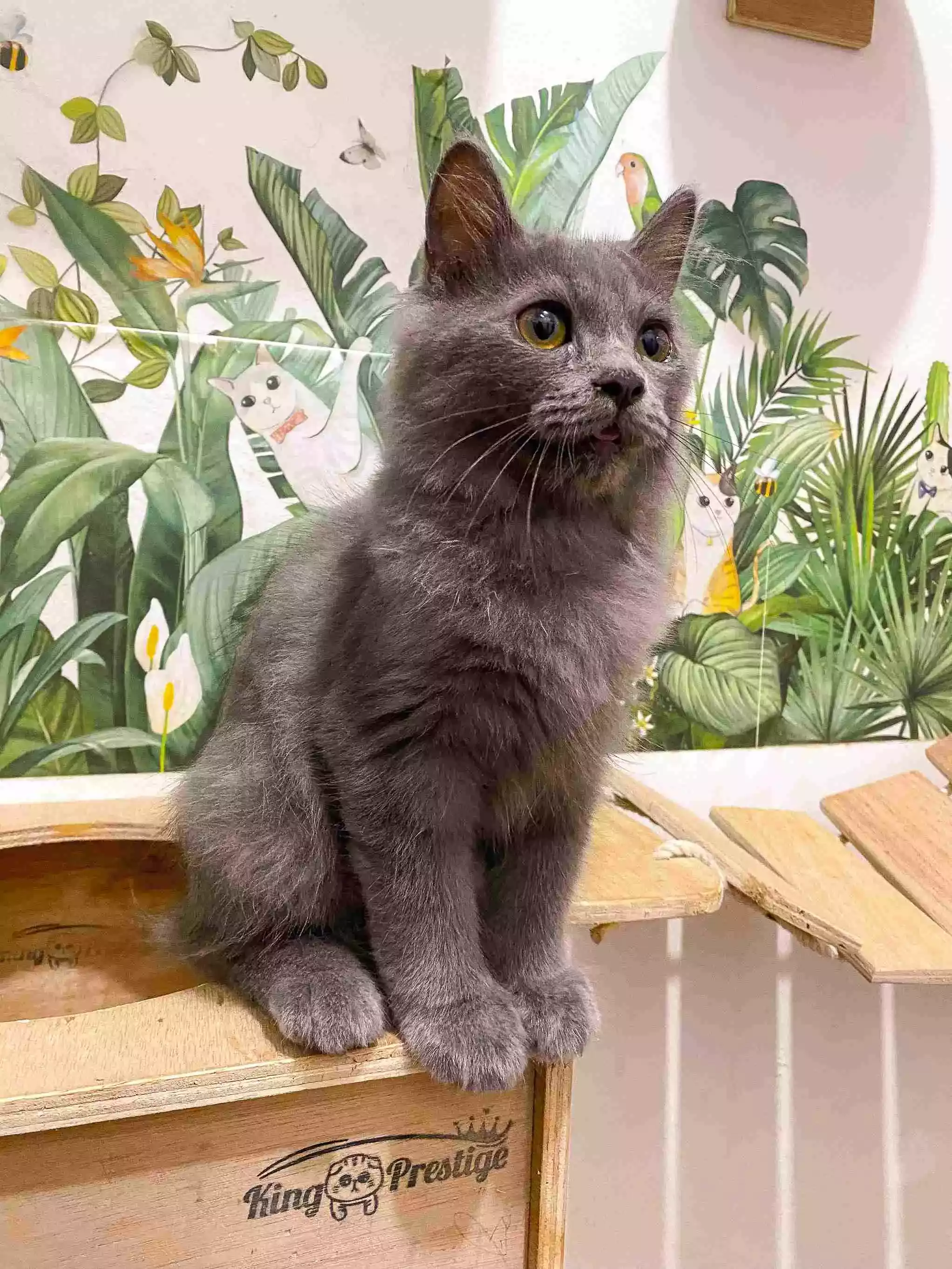 Kucing Persia Abu-abu Smoke Full Bulu Lebat & Aktif
