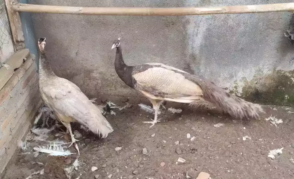 Burung Merak Cameo
