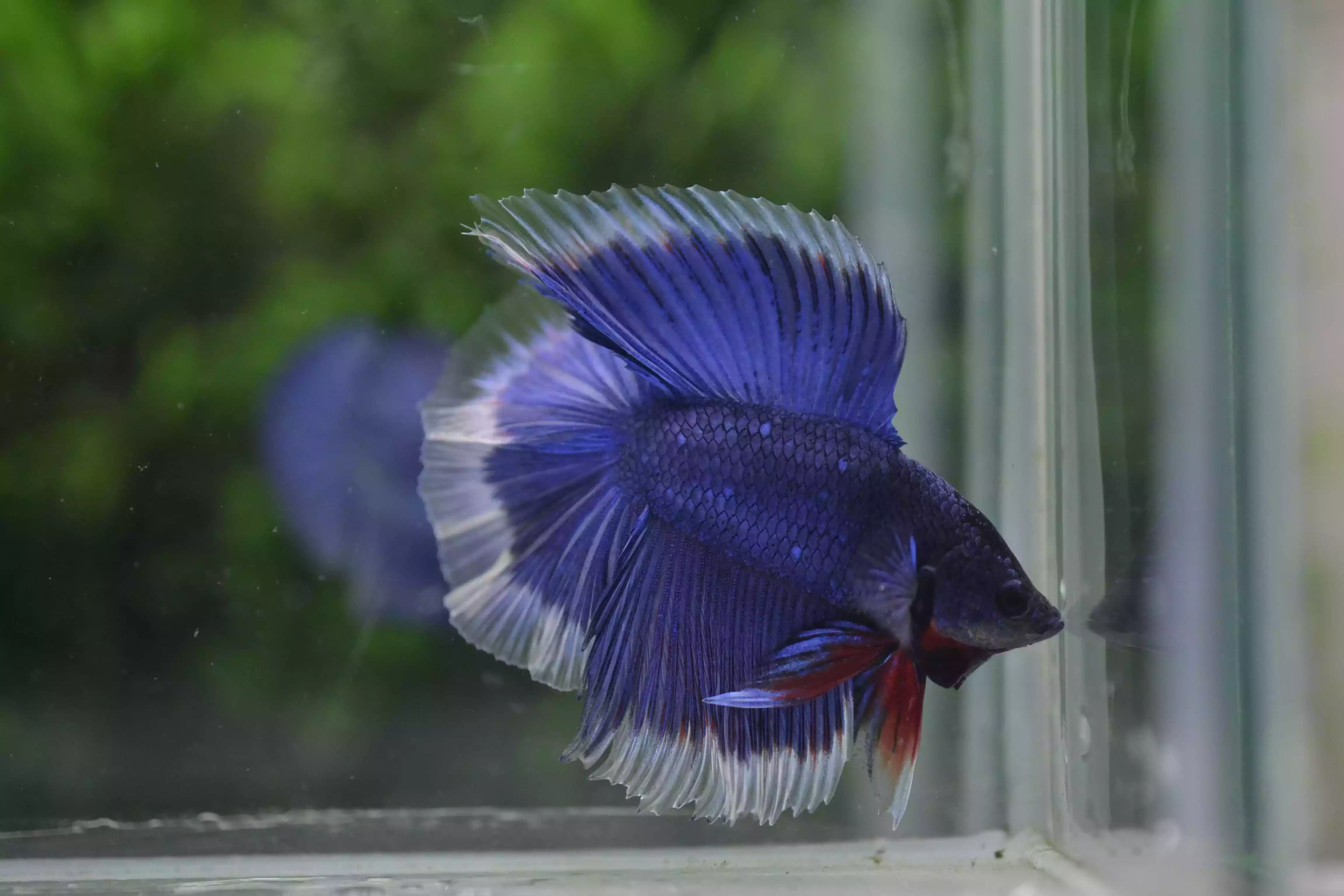 Ikan Cupang Halfmoon Double Tail