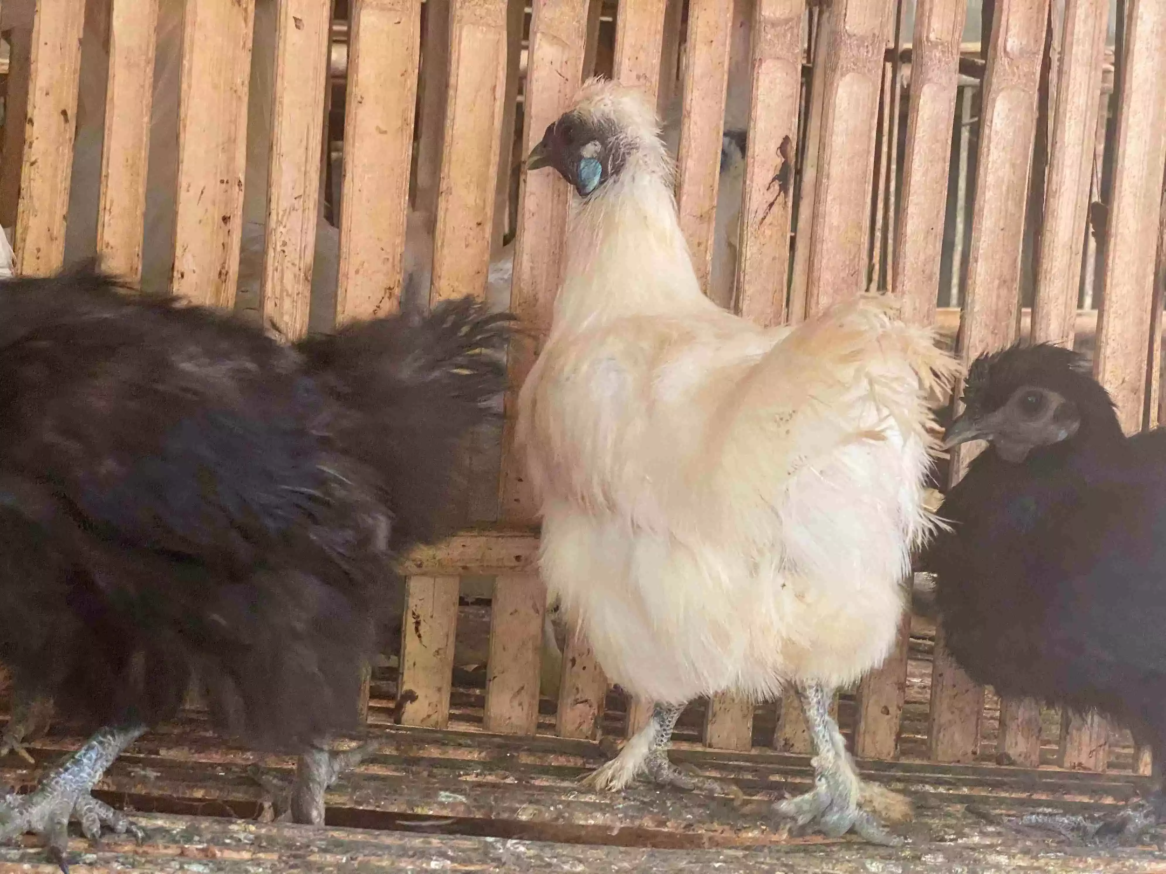 Ayam Kapas Hitam & Coklat
