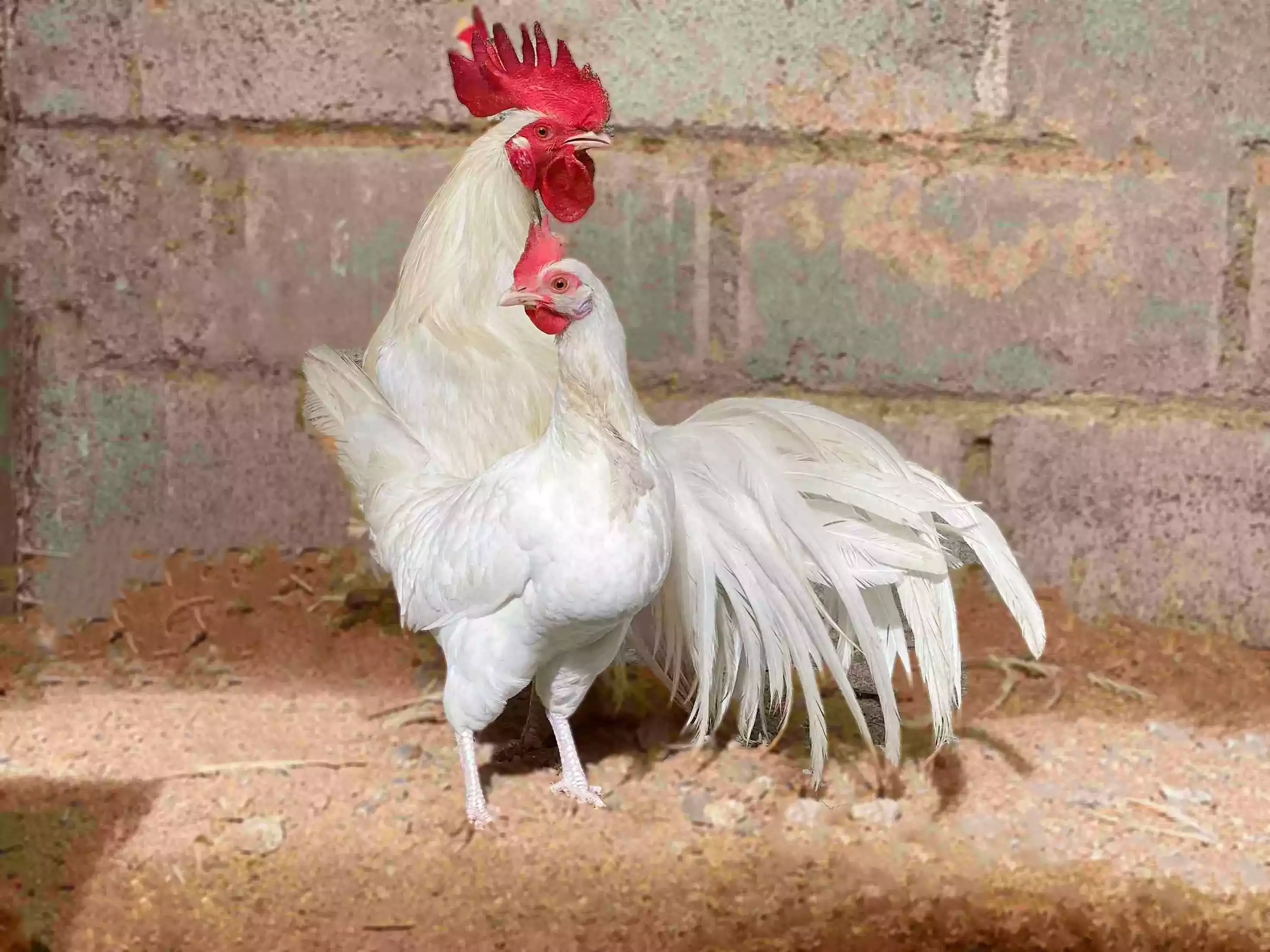 Ayam Phoenix