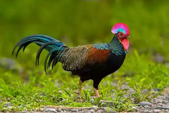 Ayam Hutan Hijau (Gallus Varius)