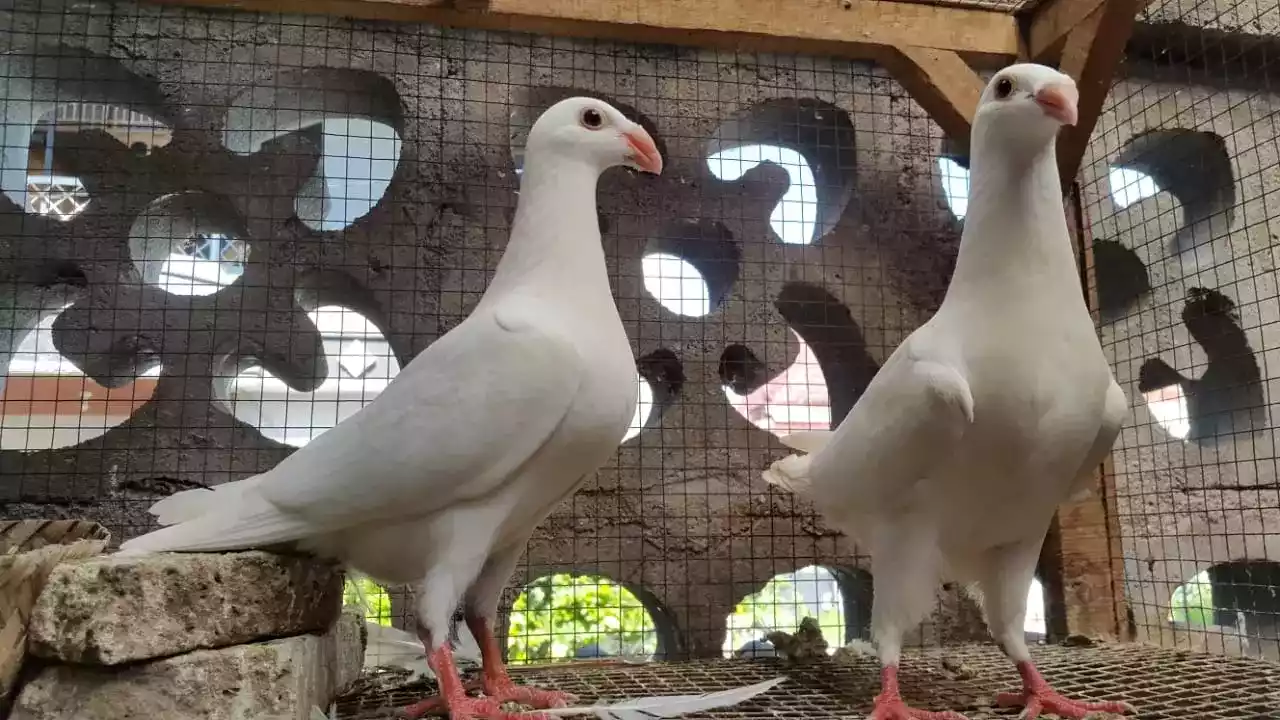 Burung Merpati Jerman GBH