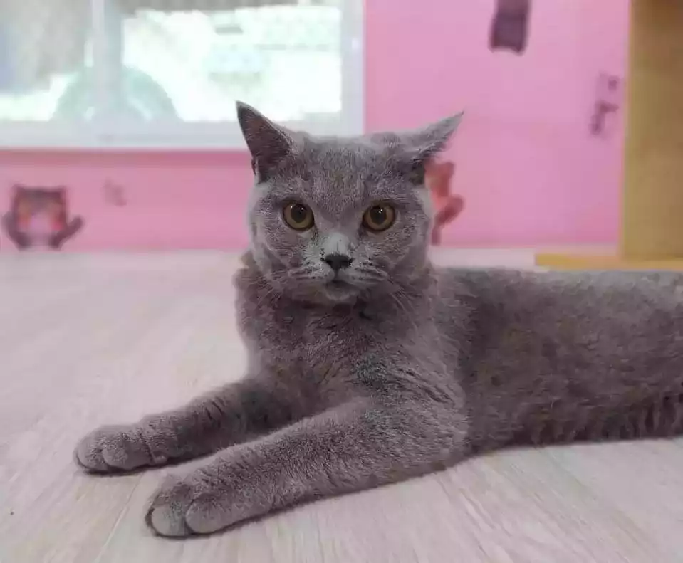 Kucing British Short Hair
