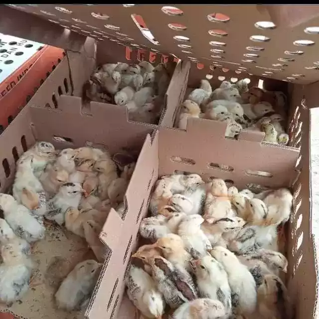 DOC Ayam Elba