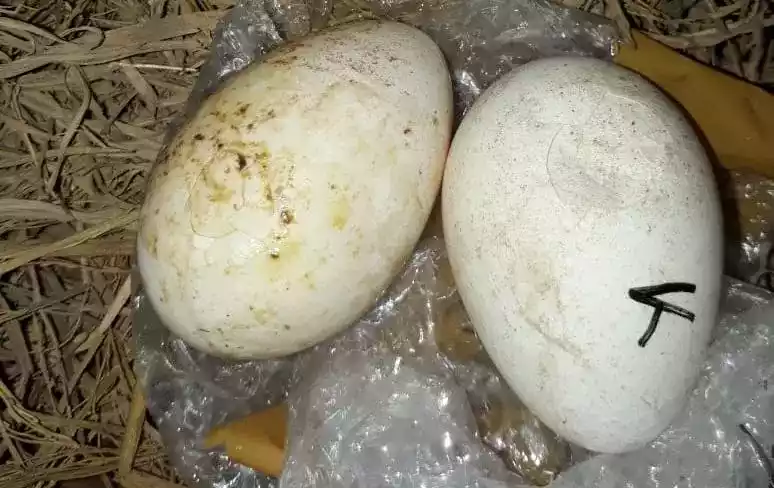 Telur Kalkun Royal Palm
