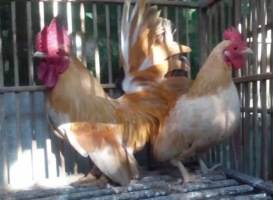 Ayam Kate