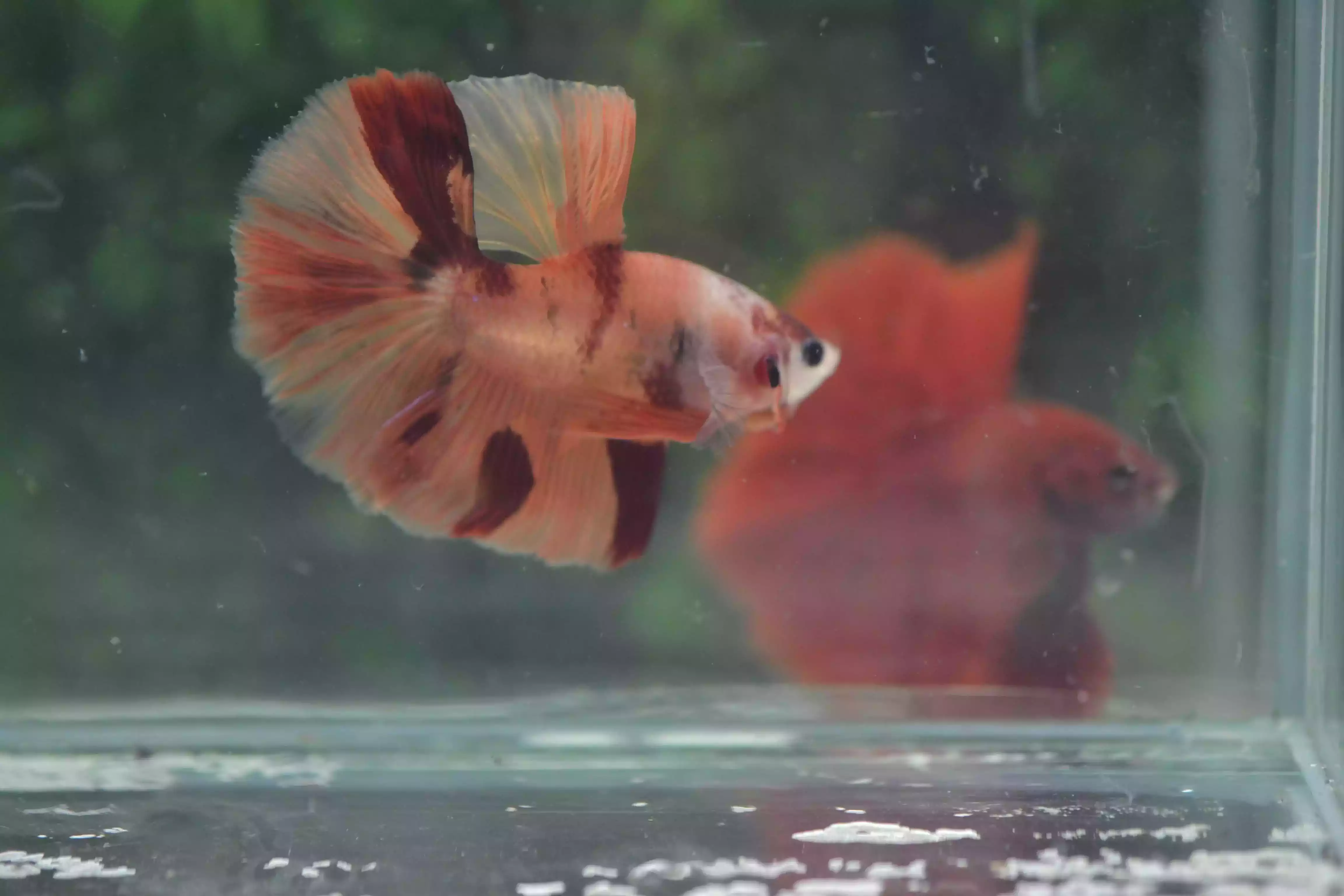 Ikan Cupang Halfmoon Nemo