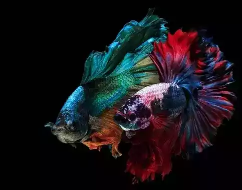 Ikan Cupang