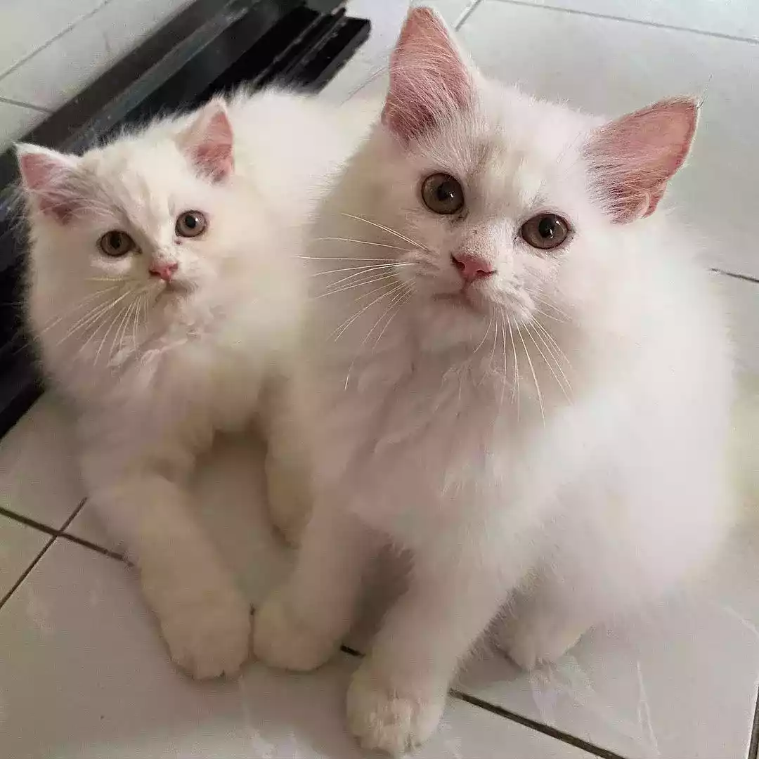 Kucing Persia