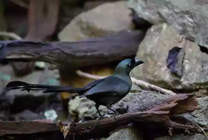 Burung Murai Batu Irian