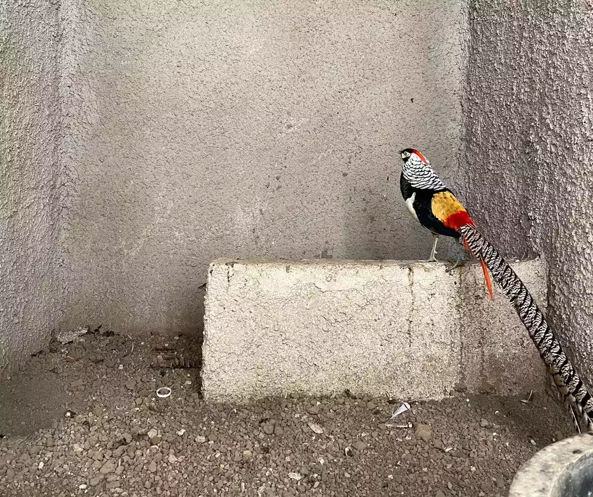 Lady Amherst's Pheasant