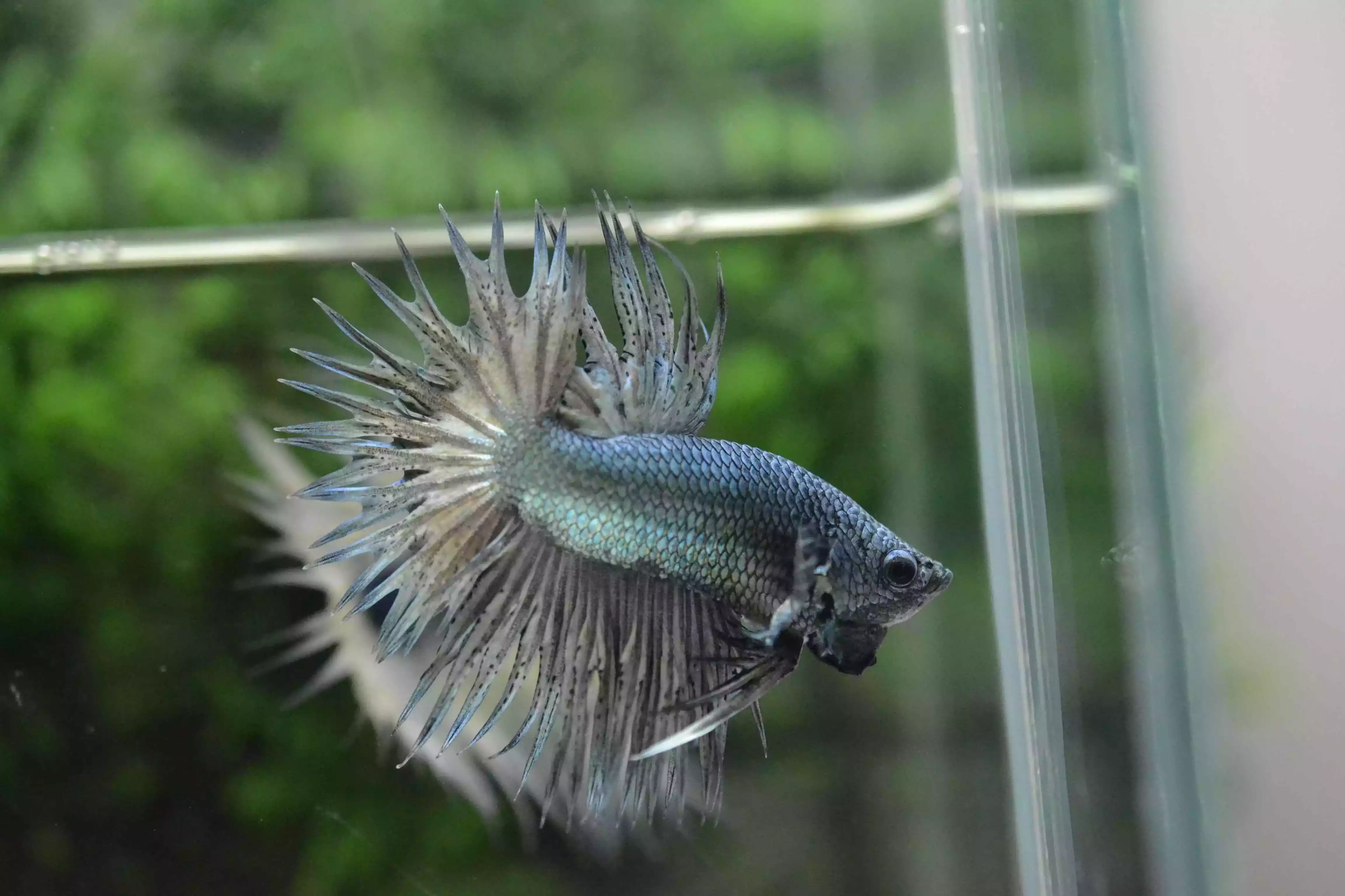 Ikan Cupang Crowntail