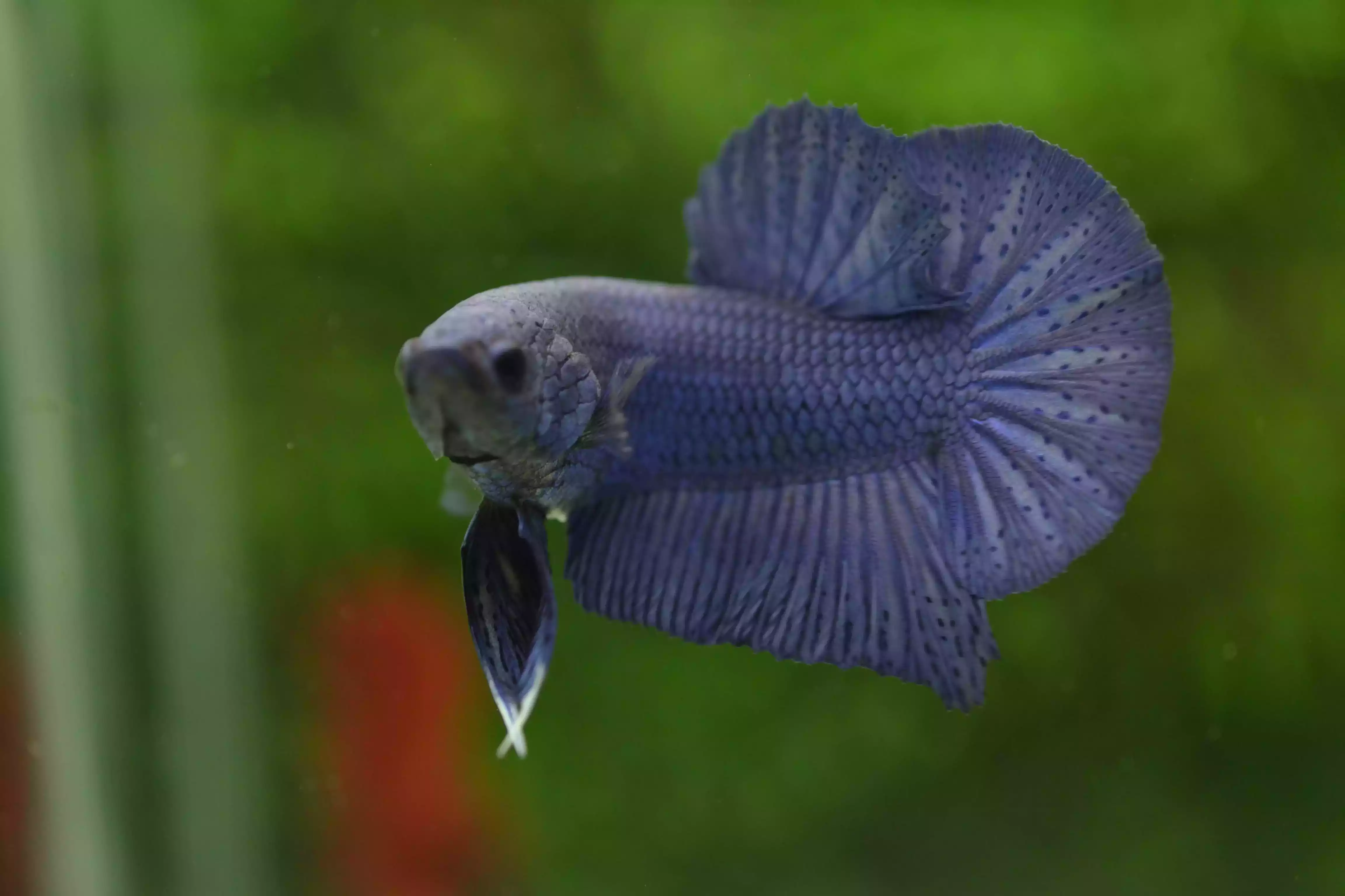 Ikan Cupang Plakat Blue
