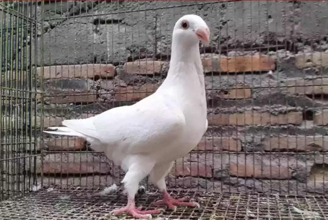 Burung Merpati Jerman GBH