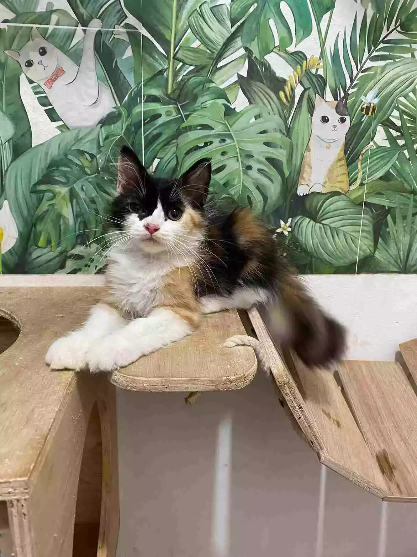 Kucing Persia Calico Bulu Lebat Aktif Lucu