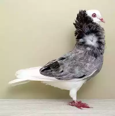 Burung Merpati Capucin