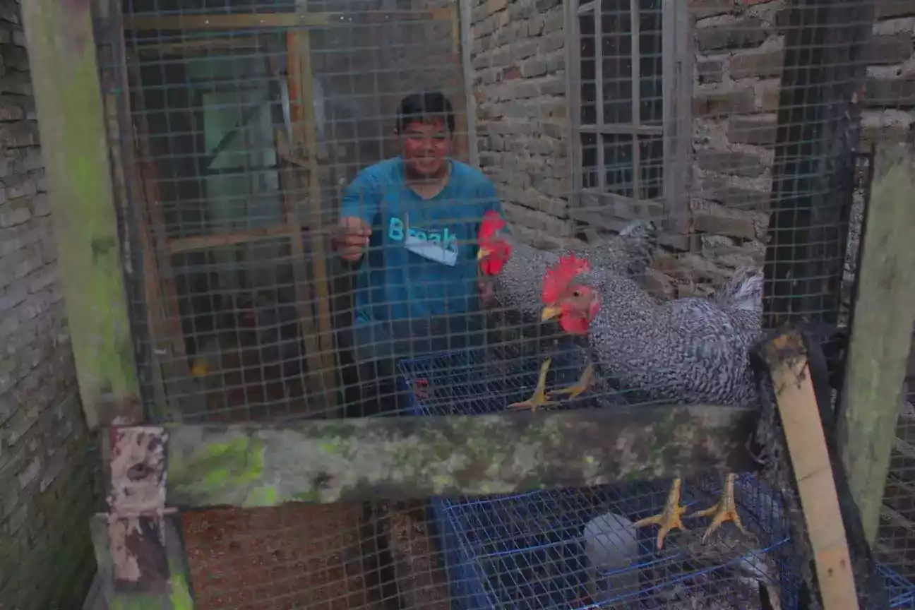 Kandang Ayam Hias