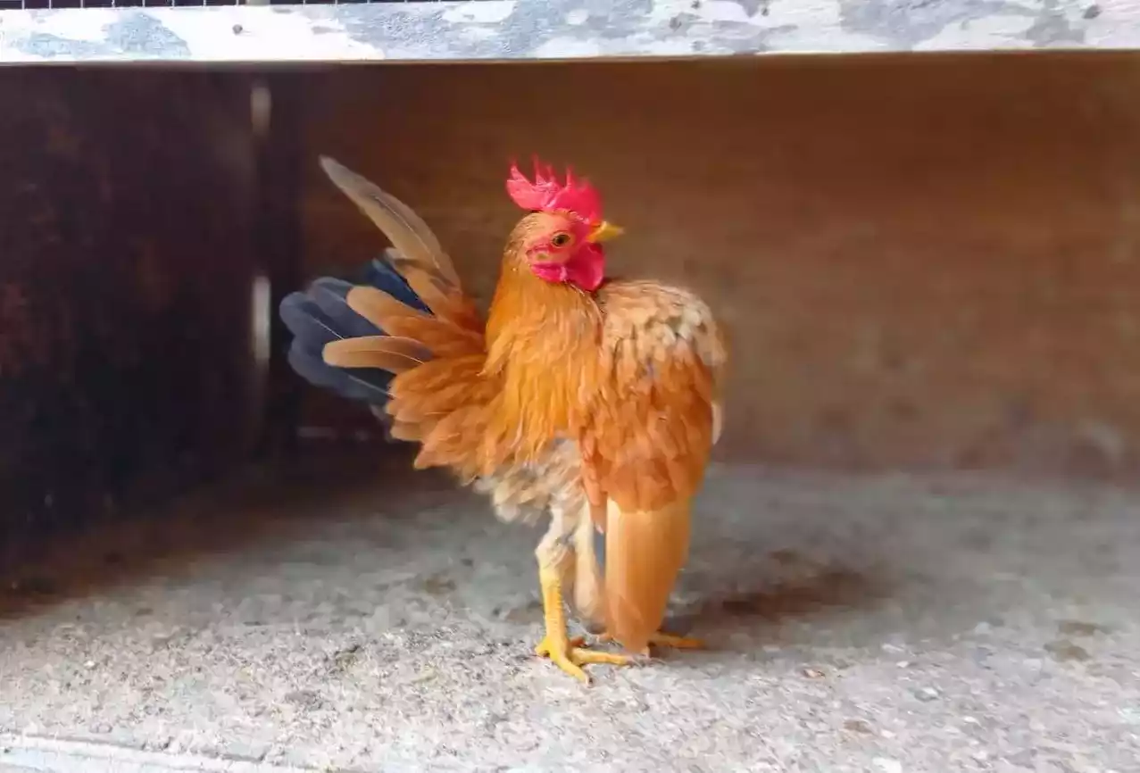 Ayam Serama