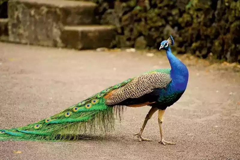 Burung