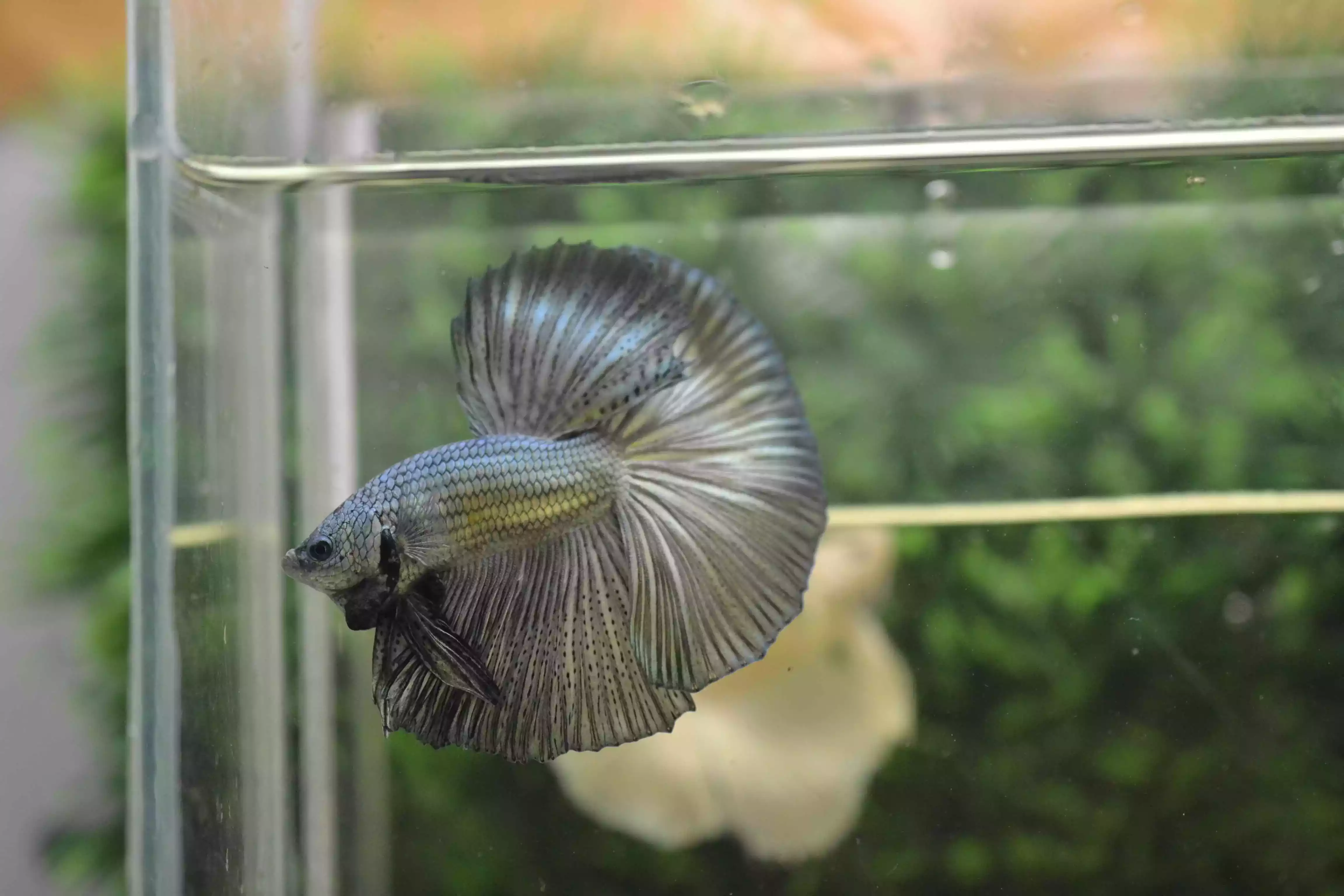 Ikan Cupang Halfmoon Copper
