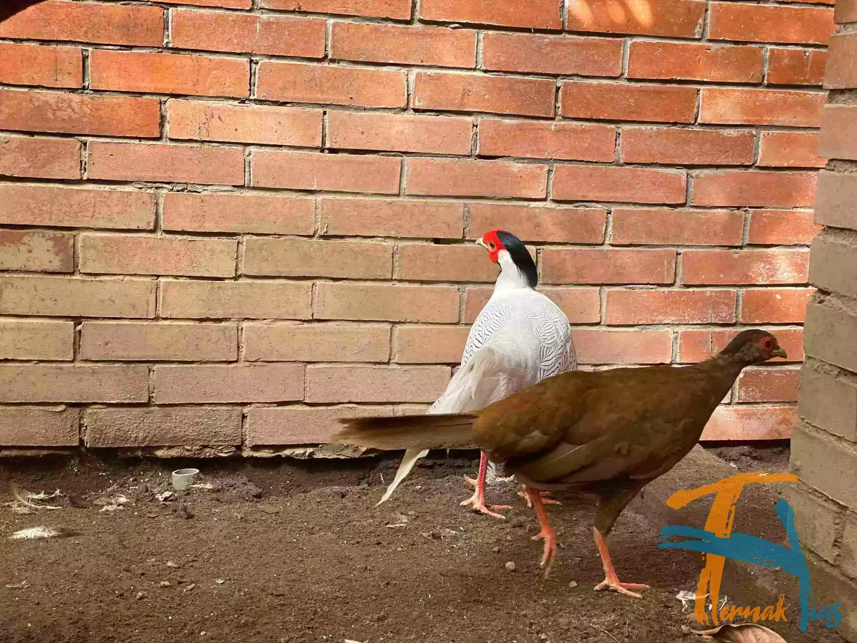 Silver Pheasant