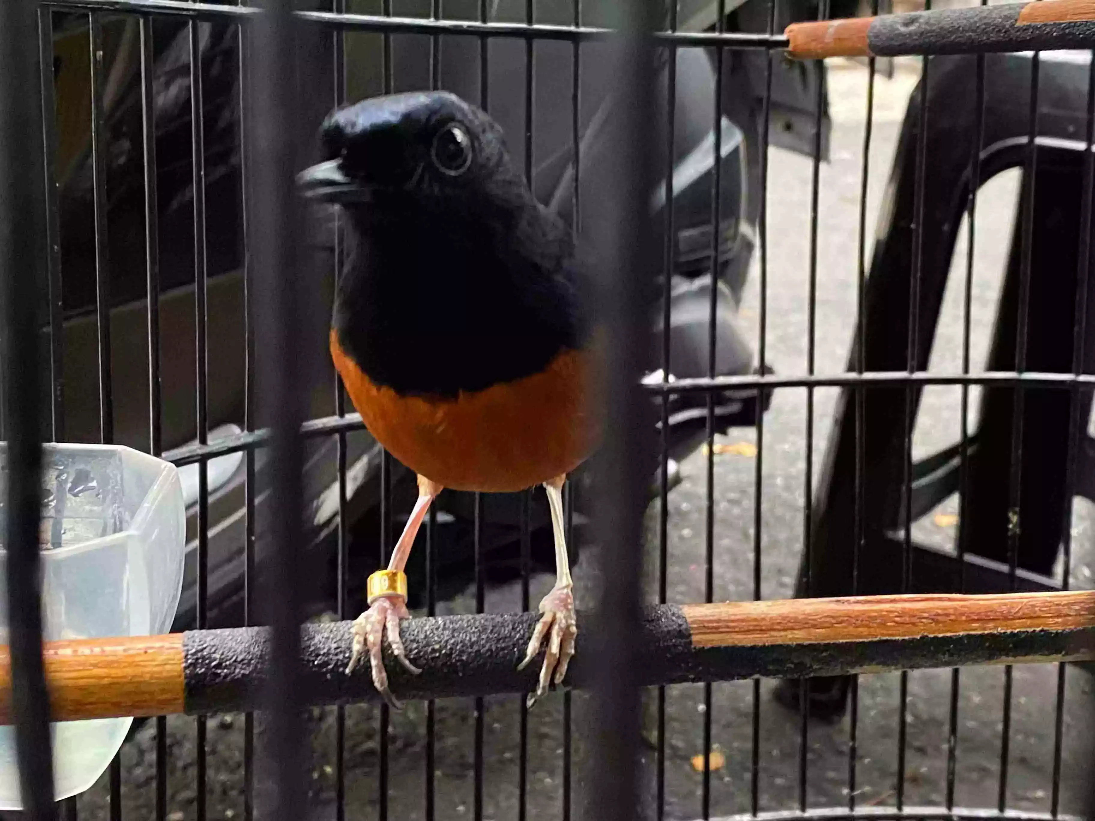 Burung Murai Batu Medan