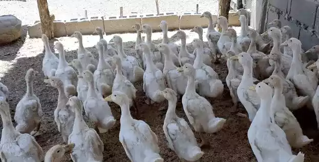 DOD Bebek Peking Pedaging