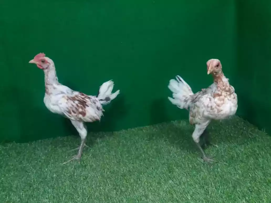 Ayam Ketawa