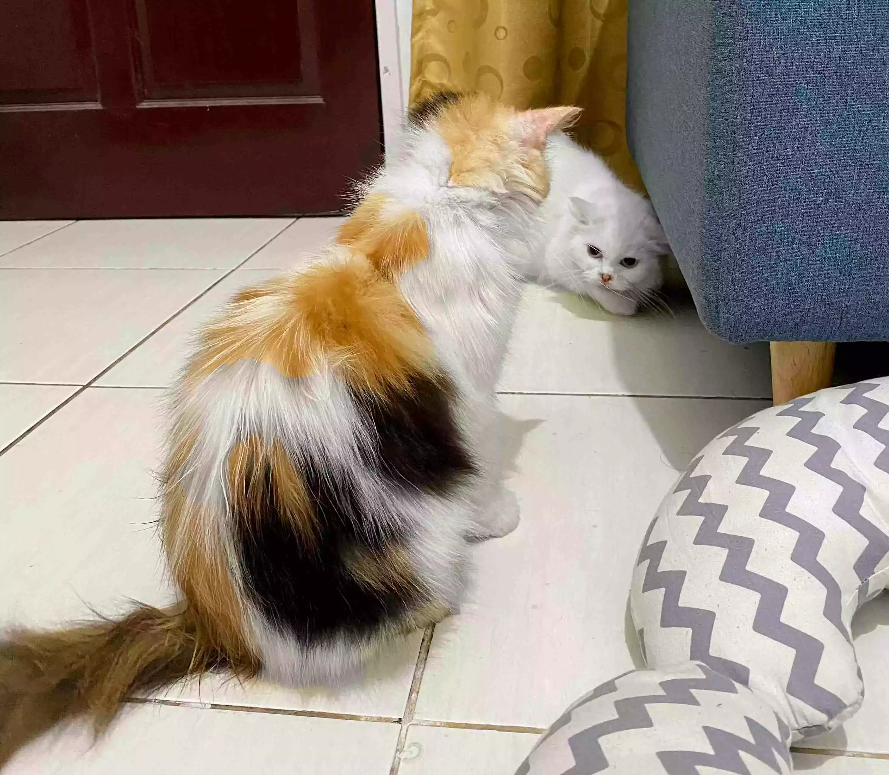 Kucing Persia