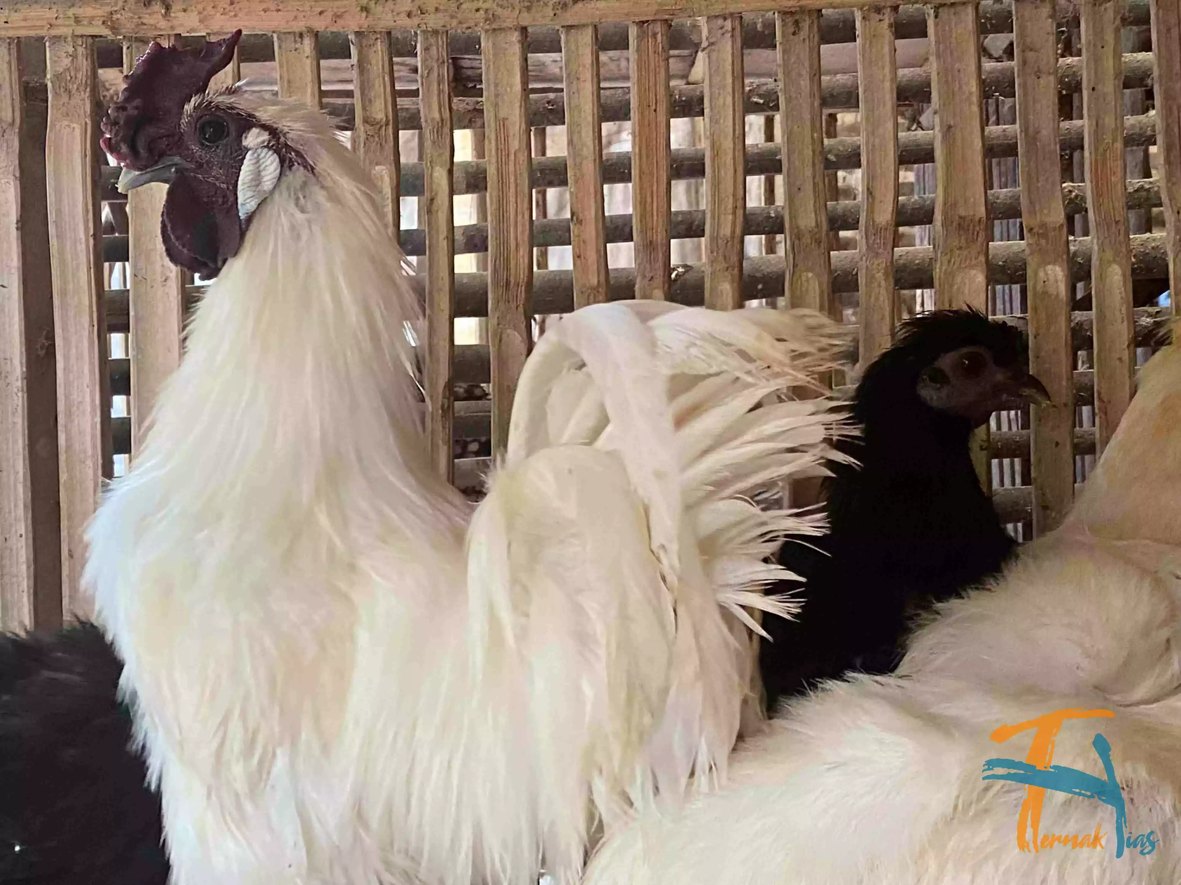 Ayam Kapas