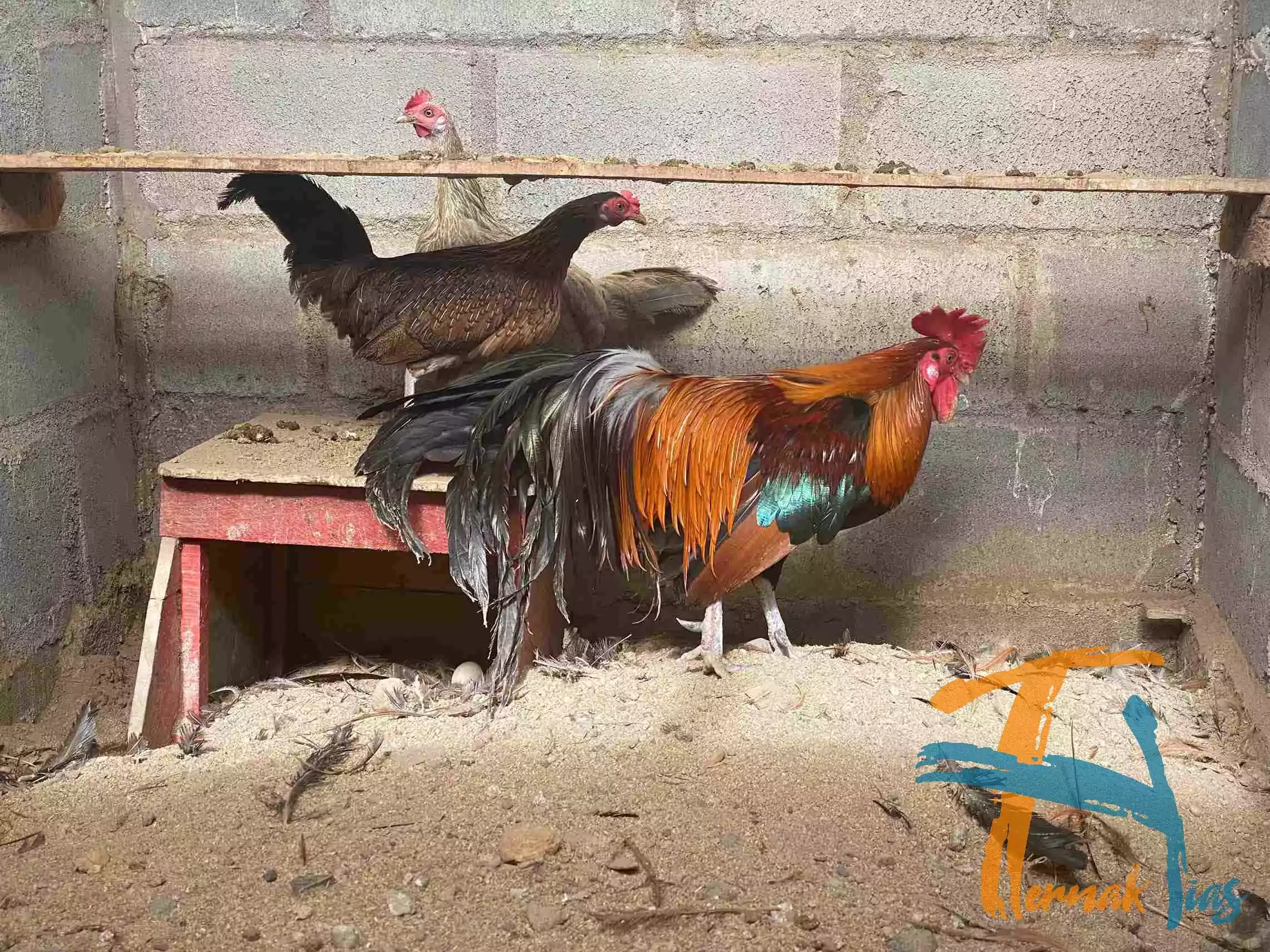 Ayam Phoenix